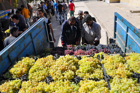 جشن انگور در روستای هزاوه اراک